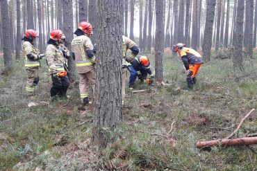 Strażacy podczas ćwiczeń z użyciem pił łańcuchowych do drzewa w Nadleśnictwie Biłgoraj