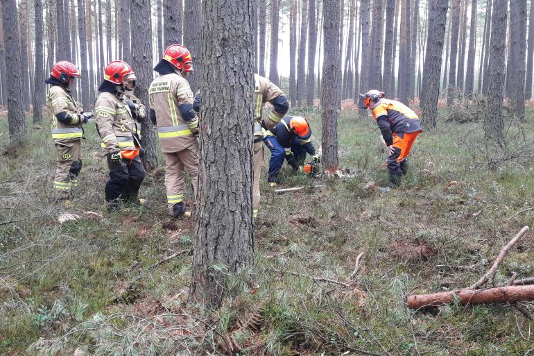 Strażacy podczas ćwiczeń z użyciem pił łańcuchowych do drzewa w Nadleśnictwie Biłgoraj